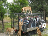 Meet with jungle king
